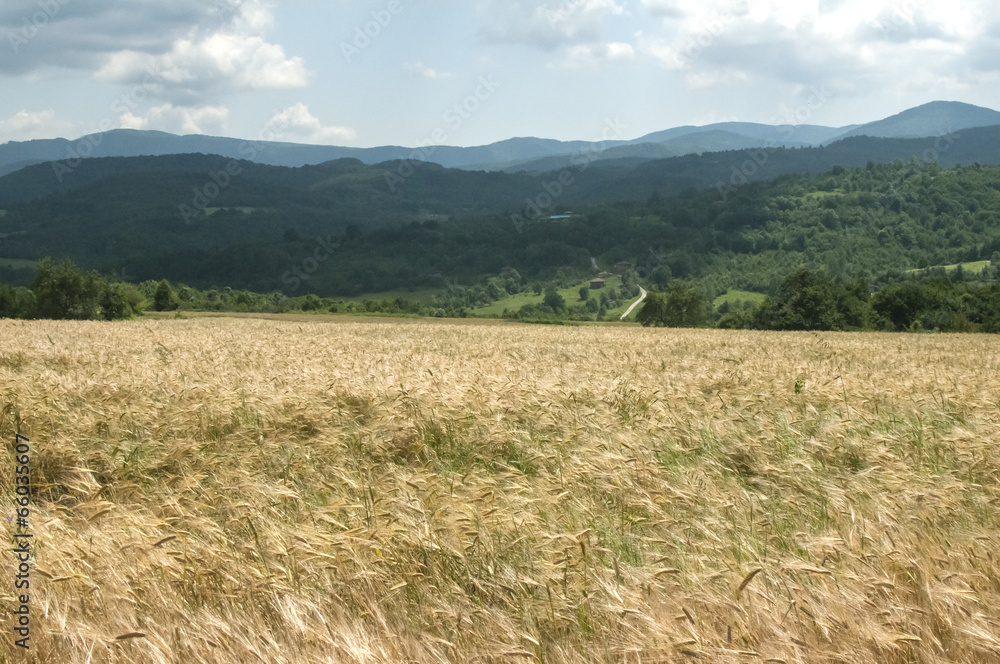 Landscape with wheat field, mountains and sky with white clouds