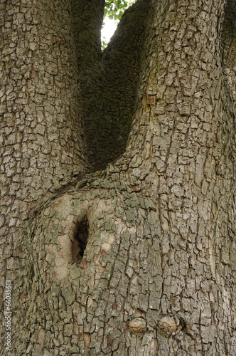 Stamm eines 100 jährigen Birnbaums