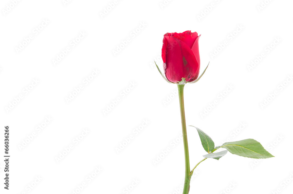 Red rose Red rose