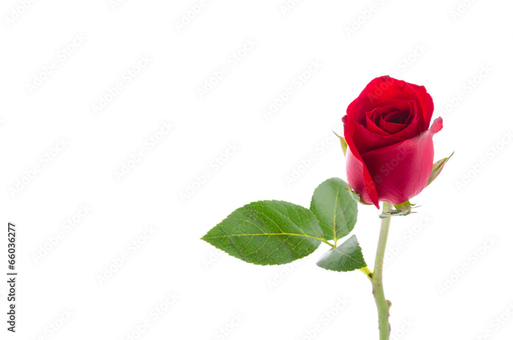 Fototapeta premium Red rose