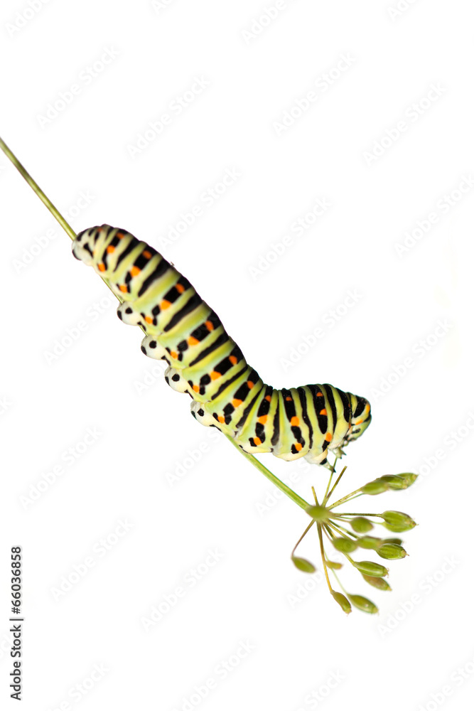 Green caterpillar on white background