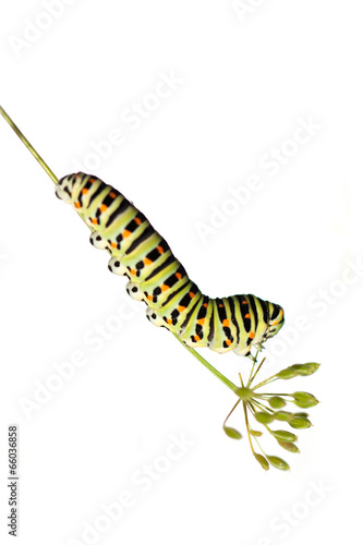 Obraz na płótnie Green caterpillar on white background w salonie