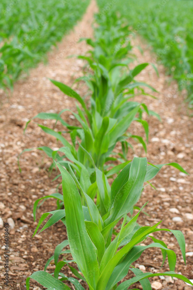 Fototapeta premium campo di mais_ campagna