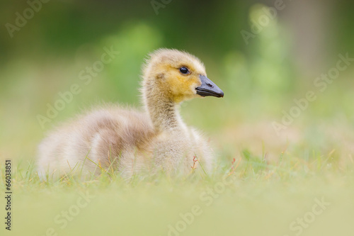 gosling