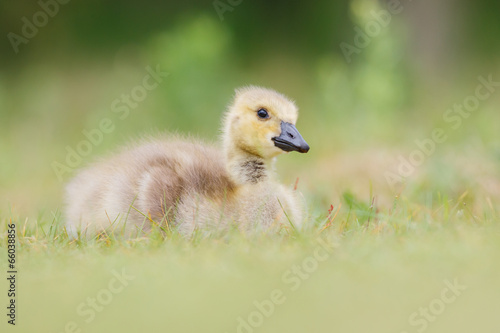 gosling © Pim Leijen