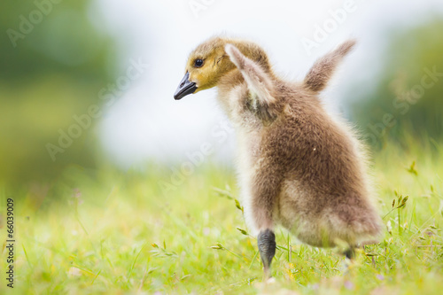 Gosling