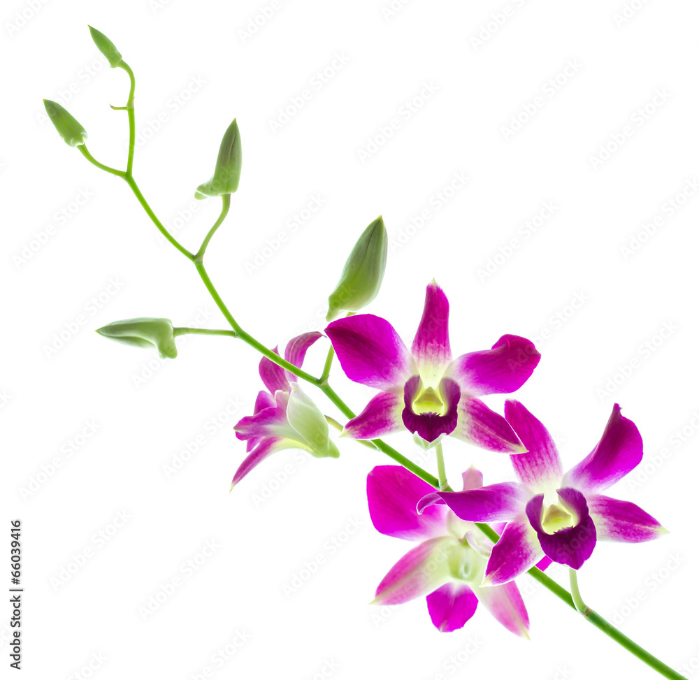Orchind isolated white background Orchind isolated white background