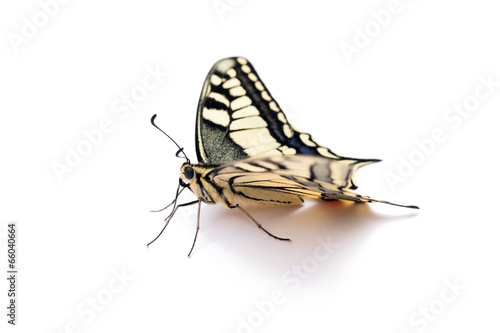 Butterfly Papilio machaon