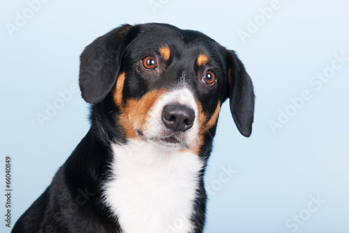 Portrait Sennen hund