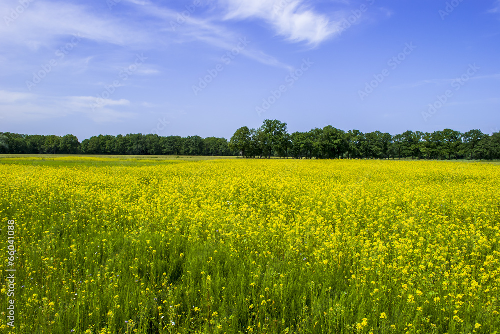 Fototapeta premium Yellow Field, Blue Sky