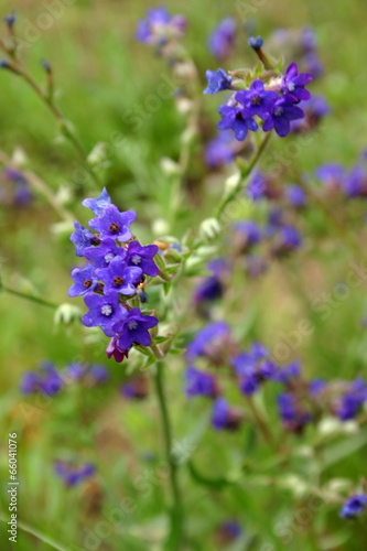 Anchusa officinalis