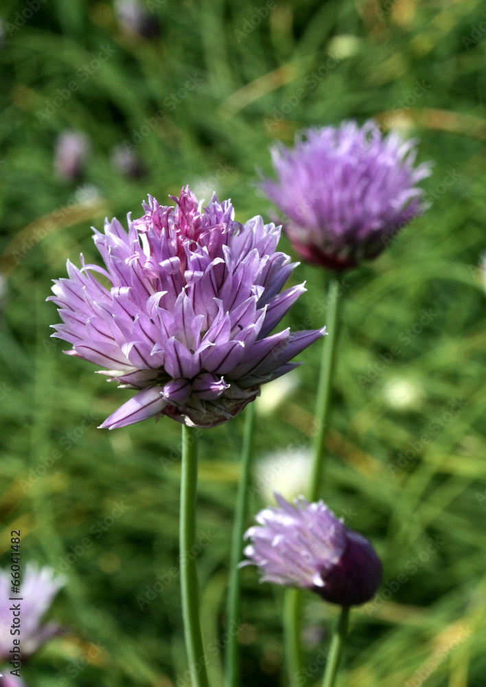 Schnittlauch Blüten Schnittlauch Blüten