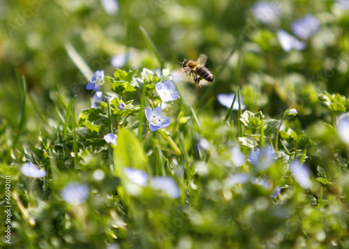 bee and flower