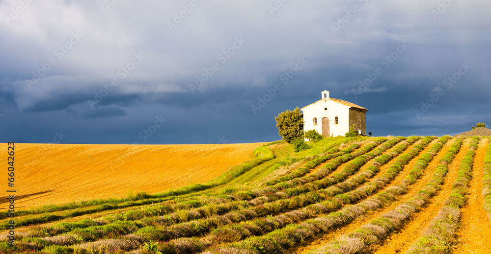 Fototapeta premium chapel with lavender field, Plateau de Valensole, Provence, Fran