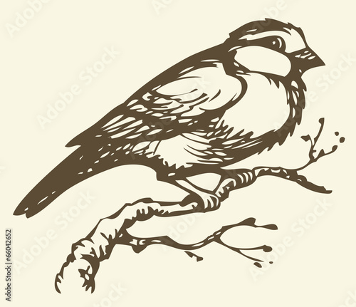 Vector drawing. Small titmouse on a branch