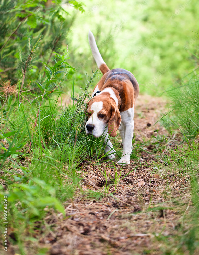 beagle in forest