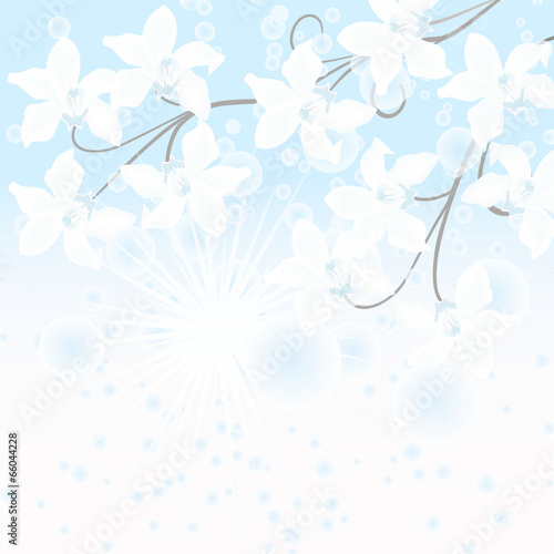 orchidee,floral,blüte,frühling,rispe,weiss,wellnes