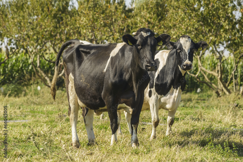 cow farm cow farm
