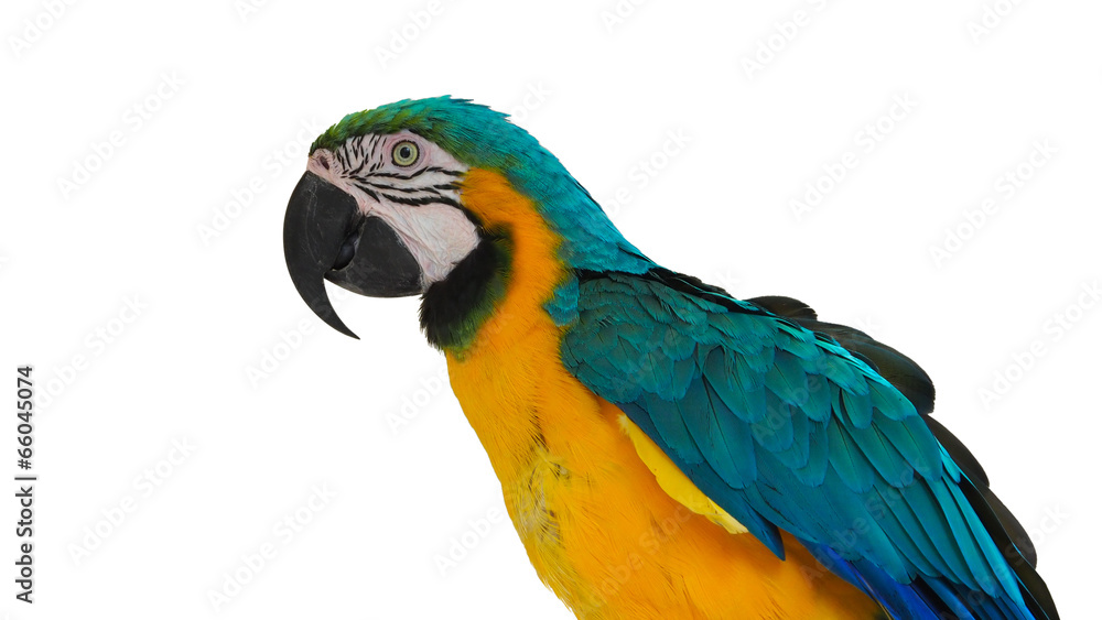 macaw macaw
