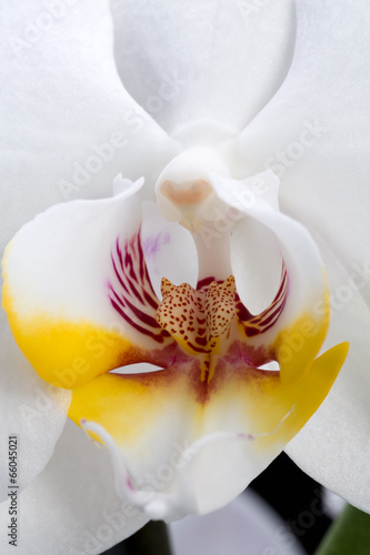 Fototapeta Naklejka Na Ścianę i Meble -  White orchid isolated on black