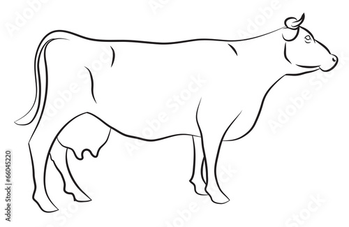 Sketch of a Cow