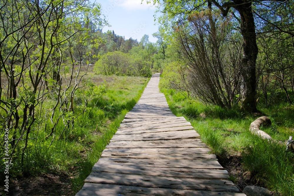 Obraz premium Path to Preikestolen 085