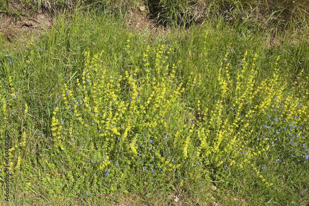 crosswort and speedwell wildflower background crosswort and speedwell wildflower background