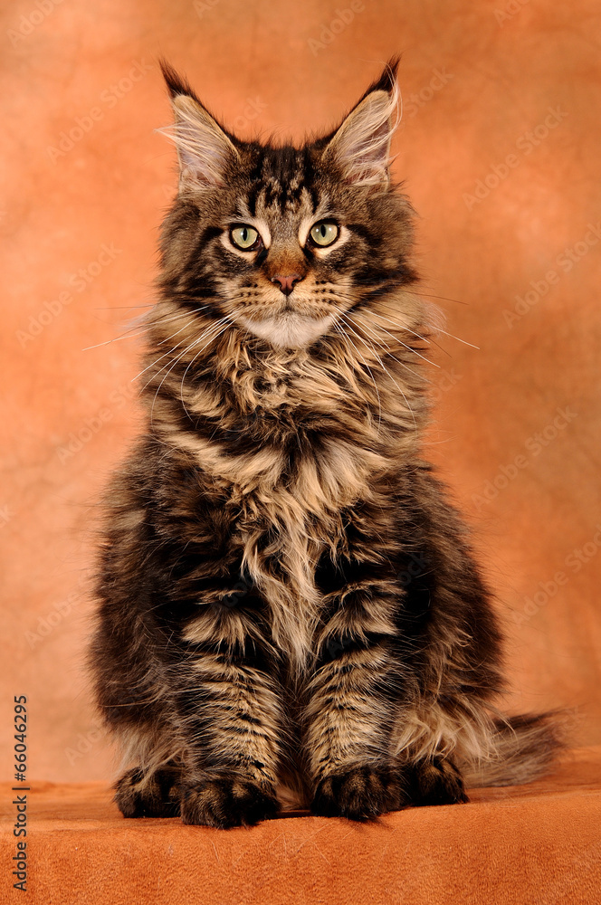 Maine Coon Katze sitzend auf Braun Stock Photo | Adobe Stock