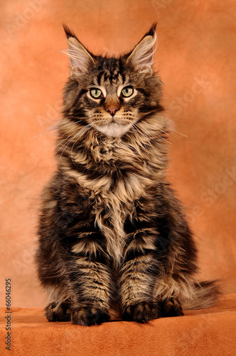 Maine Coon Katze sitzend auf Braun