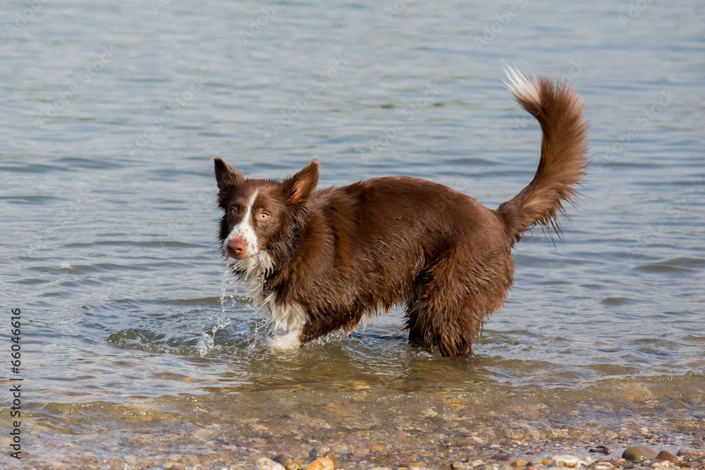 Hunde-Abkühlung