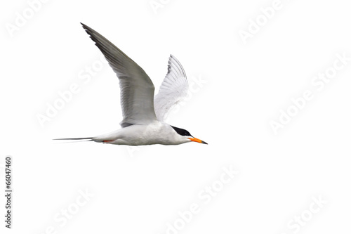 Tern isolated on white background photo