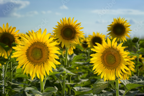 Texas Sunflower Field