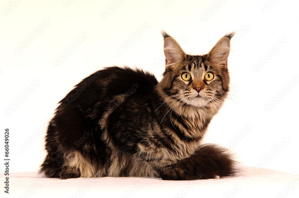 Fototapeta premium Maine Coon Katze liegend Freisteller