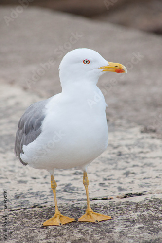 lone seagull, front view, looking sidewards