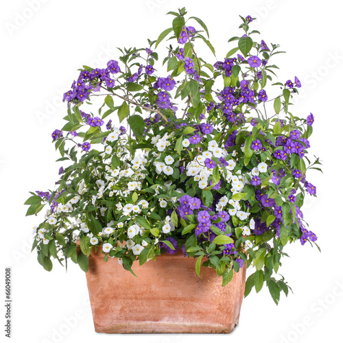 Flowerpot with white and purple solanum