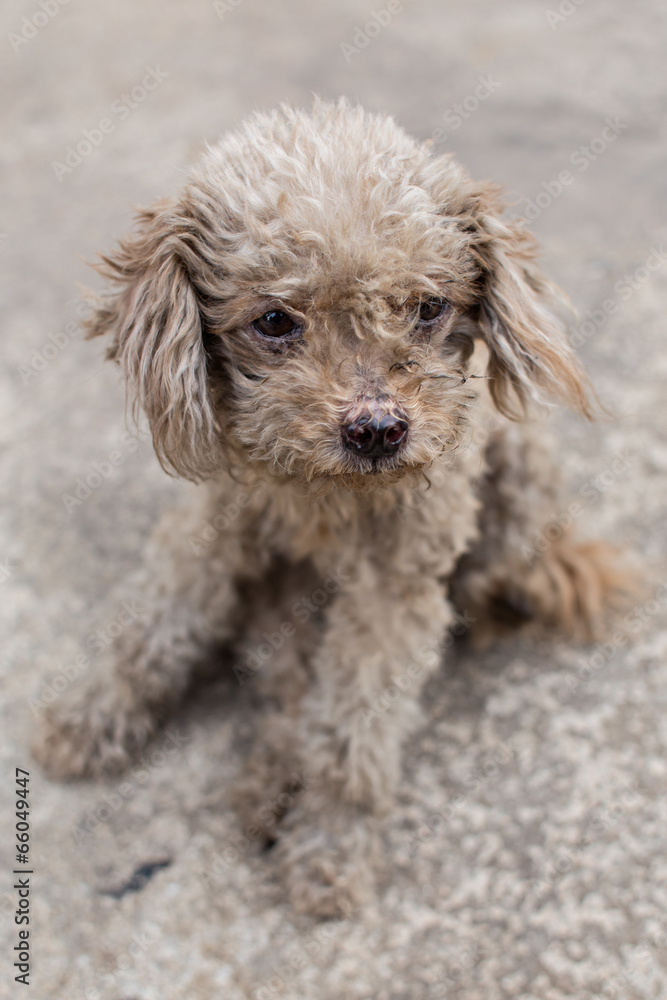 Sad and lonely puppy