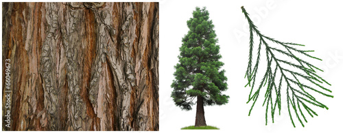 Fotomontage Mammutbaum mit Borke und Zweig