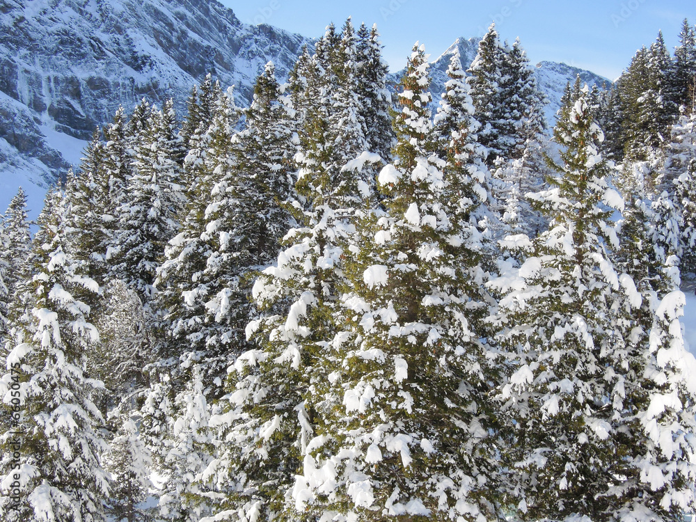 Forest of pine full of snow at Engelberg Forest of pine full of snow at Engelberg
