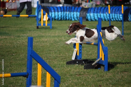 working type english springer spaniel gundog pet agility jump