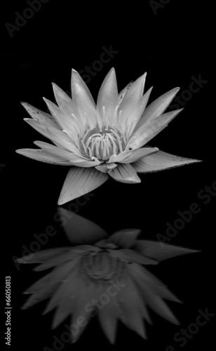lotus, lily flower  blooming on pond reflect on black background