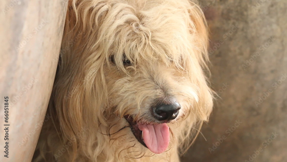 Dog laying on ground.HD Clip. Dog laying on ground.HD Clip.