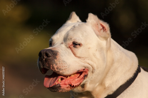 Ritratto di cane razza Dogo Argentino photo