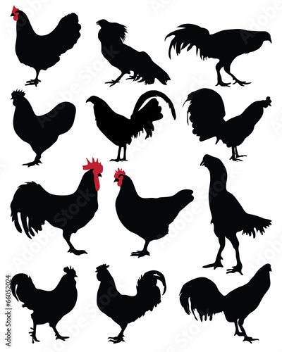 Black silhouette of a roosters and hens, vector