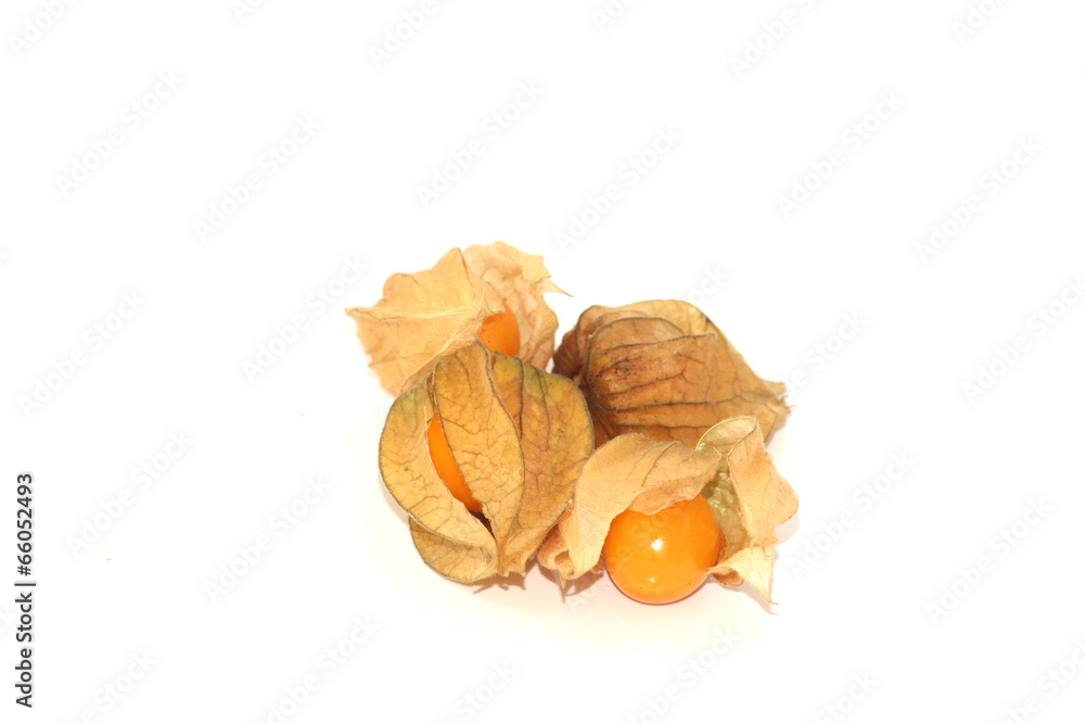 physalis physalis