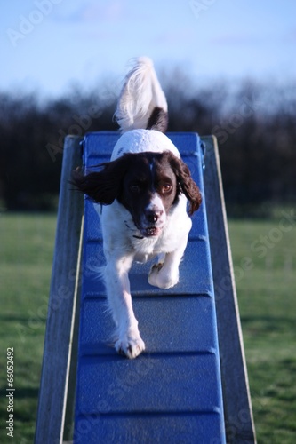 working type english springer spaniel pet gundog agility dogwalk