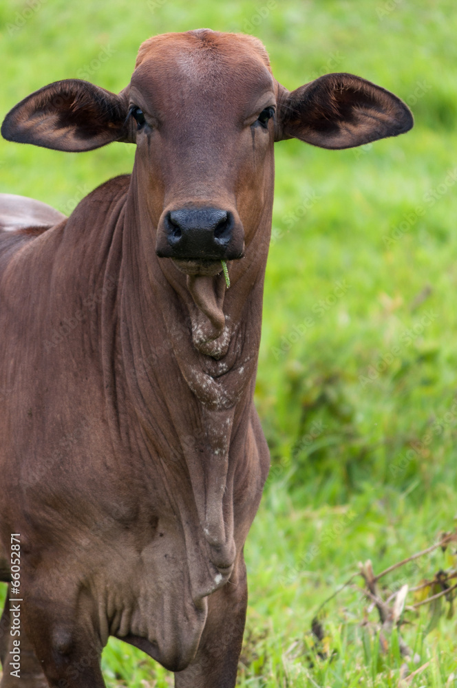 Pretty ox portrait on farm looking to camera Pretty ox portrait on farm looking to camera