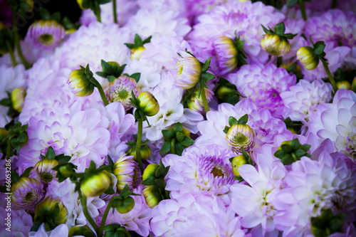 Obraz na plátne Beautiful violet dahlias flowers close up background