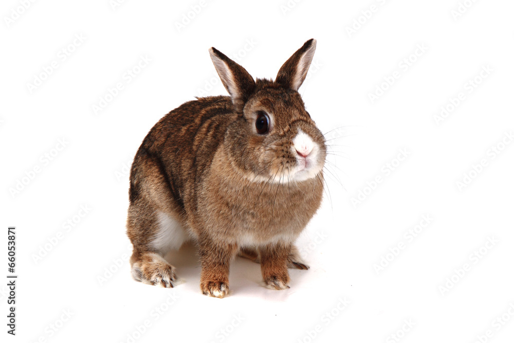 Obraz premium small brown bunny (pet)