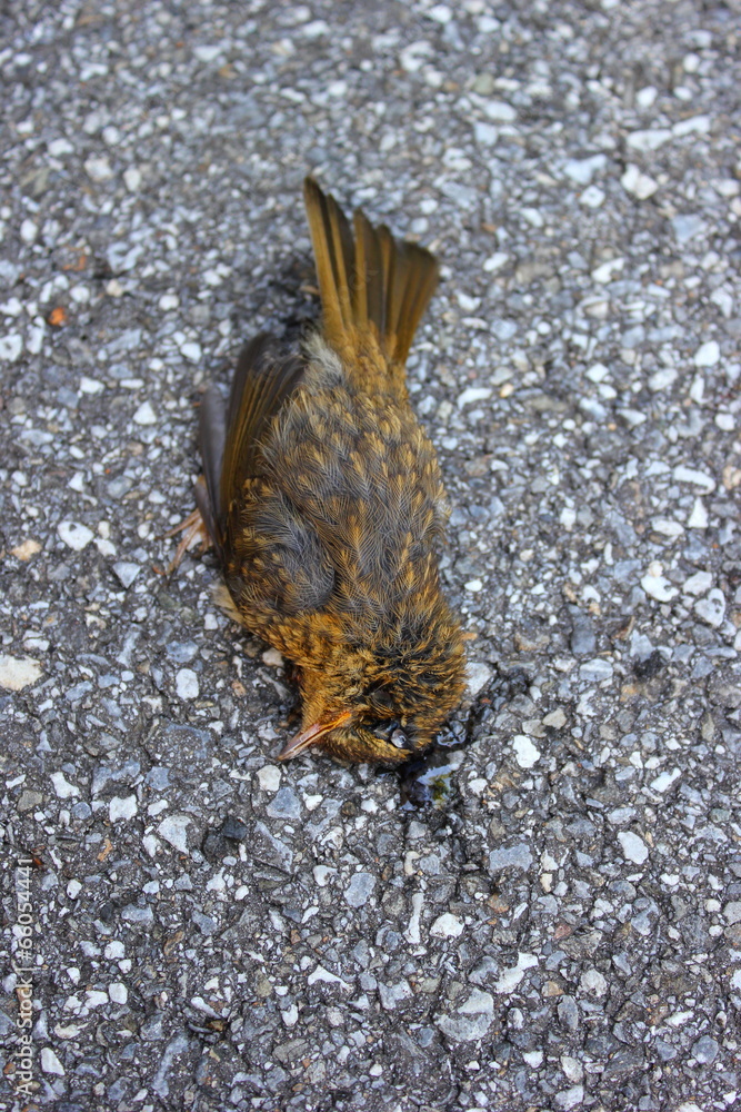 Toter Singvogel auf dem Asphalt einer Straße