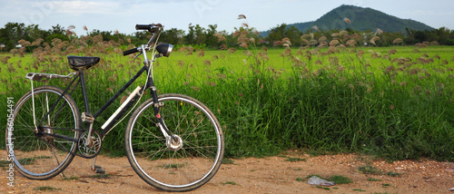 old bicycle in paddy field